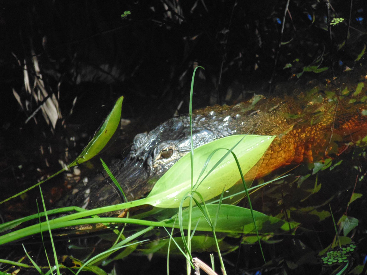 gaddis-GATOR