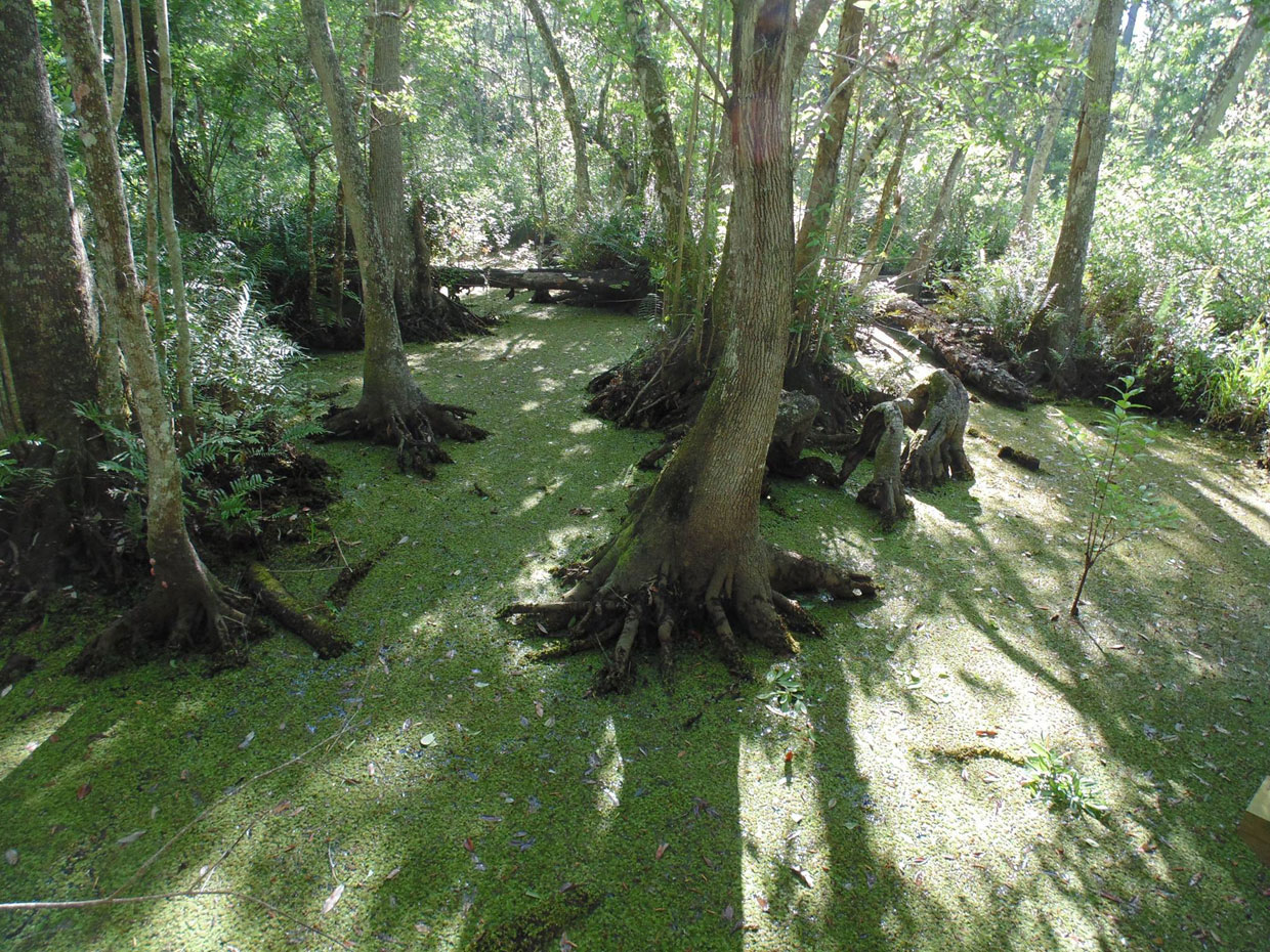 gaddis-swamp